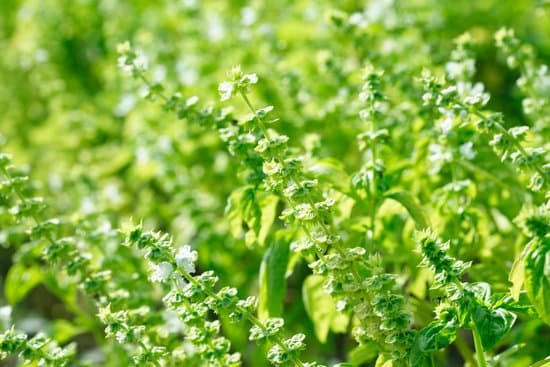 canva basil MAC