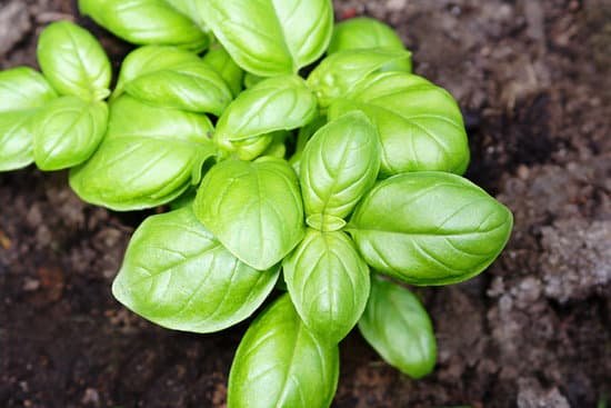 canva basil MAC53QpfODk