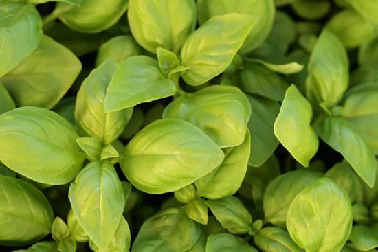 canva basil