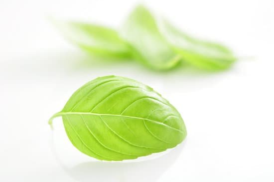 canva basil