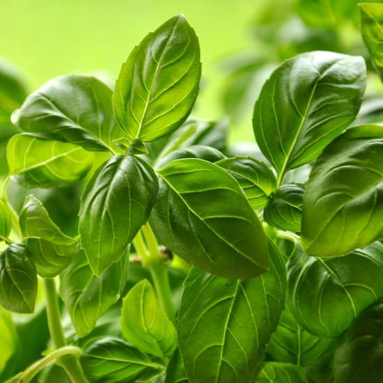 canva basil MAC 6IaUQ4k