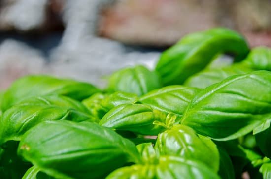 canva basil