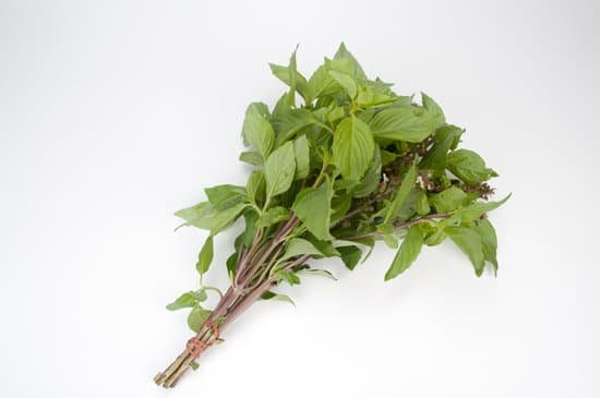 canva basil