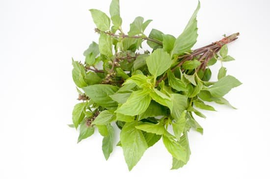 canva basil MADBPDp Htg