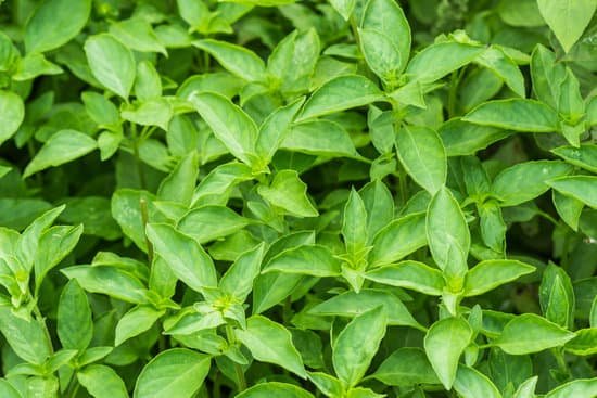 canva basil MADBWf QBpY