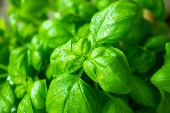 canva basil MADBc37tL00