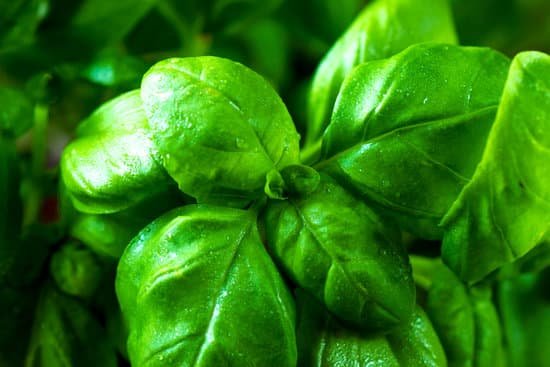 canva basil MADBcxh CNQ