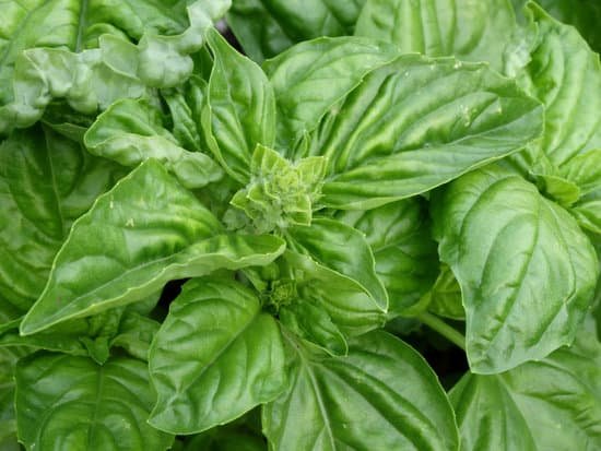 canva basil MADCNt5vIlI