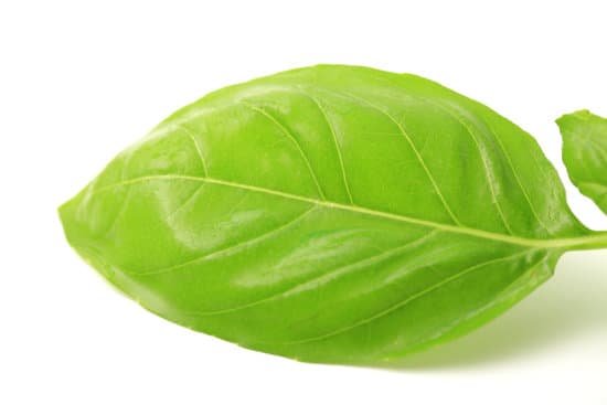 canva basil MADE RYQ Bg