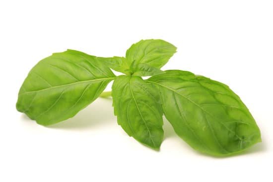 canva basil MADE btud4A