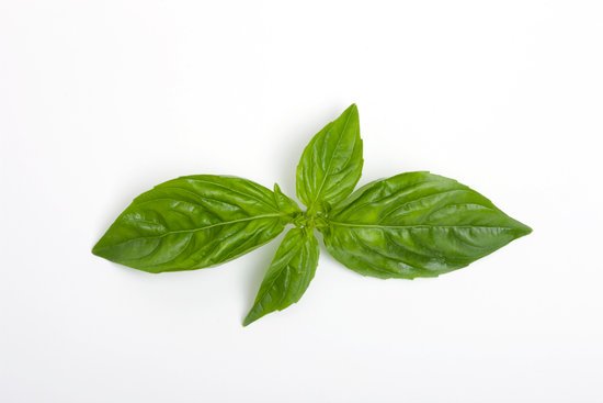 canva basil MADFBSeNOmA