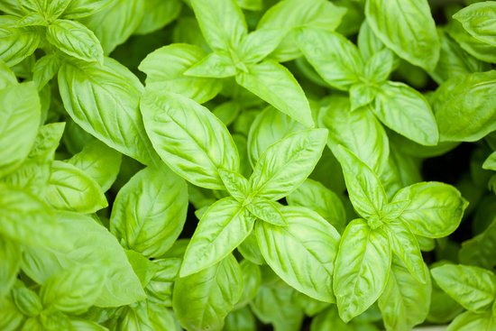 canva basil MADFBfPbNmw