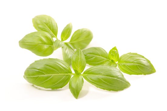 canva basil MADFo0SDjzs