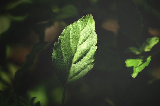 canva basil MADFw87Nh s