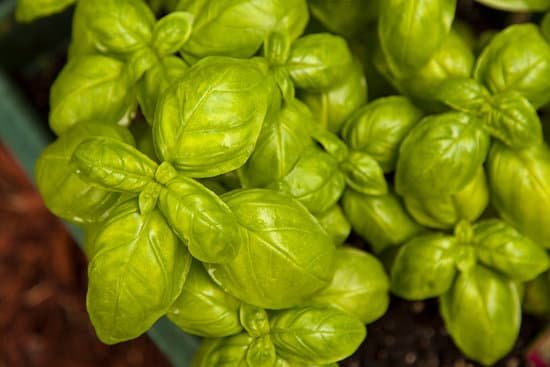 canva basil