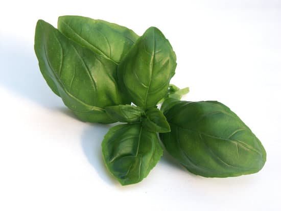 canva basil MAEEja9fKFQ