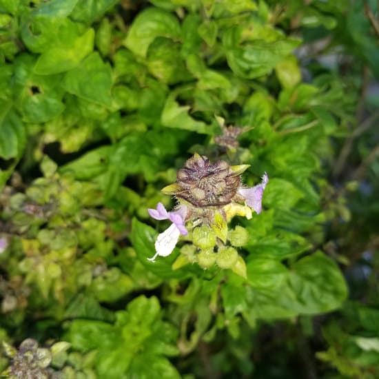 canva basil MAETqIBKbc4