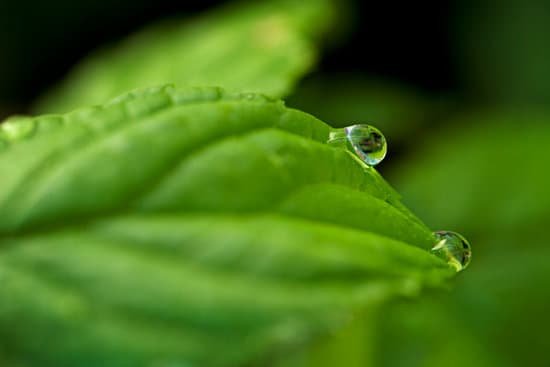 canva basil herb