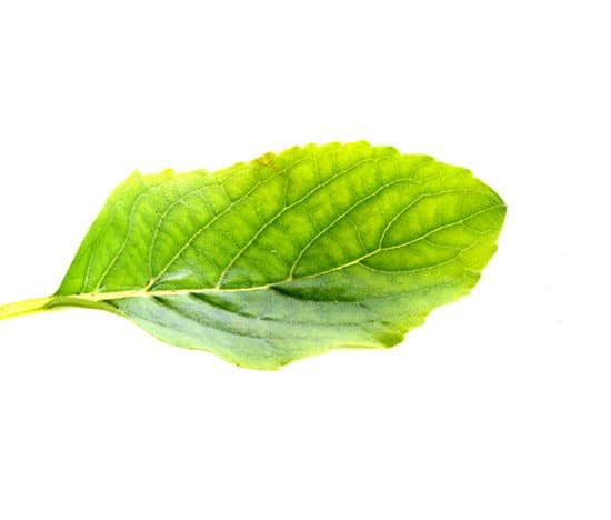 canva basil isolated MADBiH0NoNI