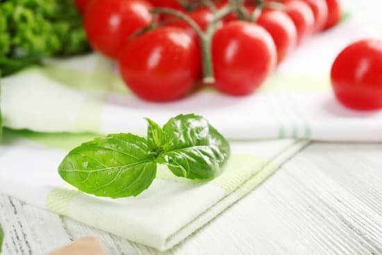 canva basil leaves against cherry tomatoes MAD MS Lcss