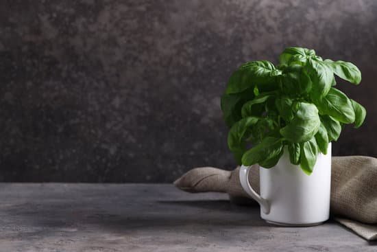 canva basil leaves in a white ceramic cup MAEDwFKu8yo