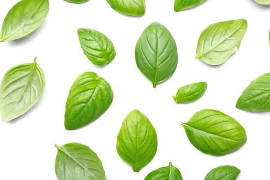 canva basil leaves isolated on white MAD QoYnsgg