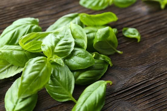 canva basil leaves on table MAD MY13j94