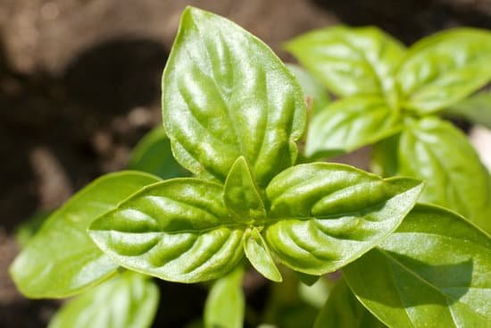 canva basil plant MABVA NqflQ