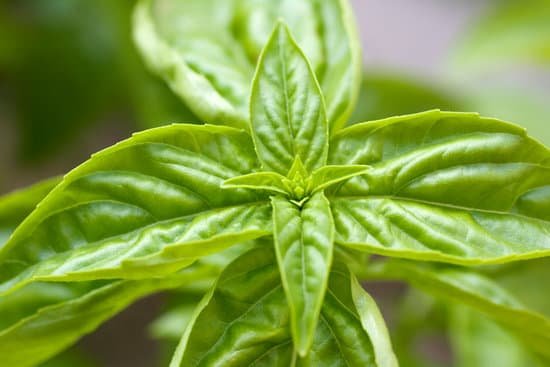 canva basil plant