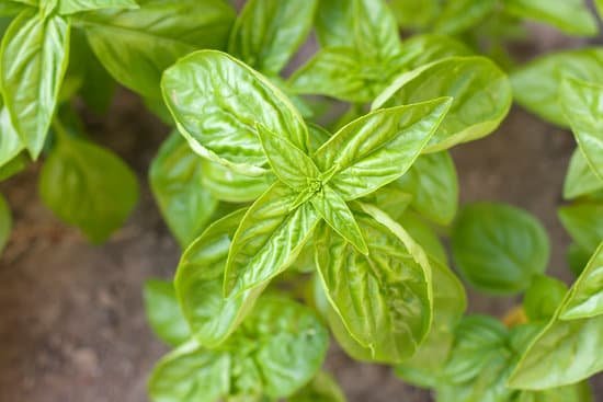 canva basil plant