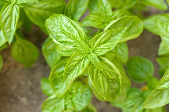 canva basil plant MABVA89ySt4