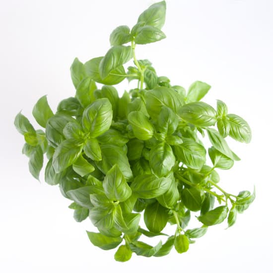 canva basil plant MADB1X4 HvI