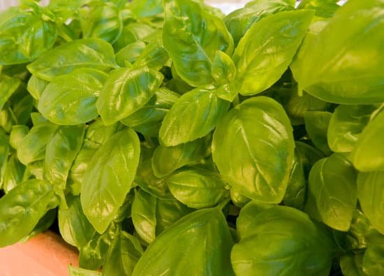 canva basil plant MAEEAGuw7vU