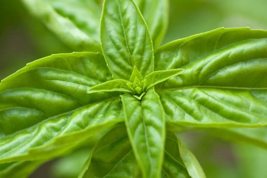 canva basil plant on ground MABVAzdI1LA