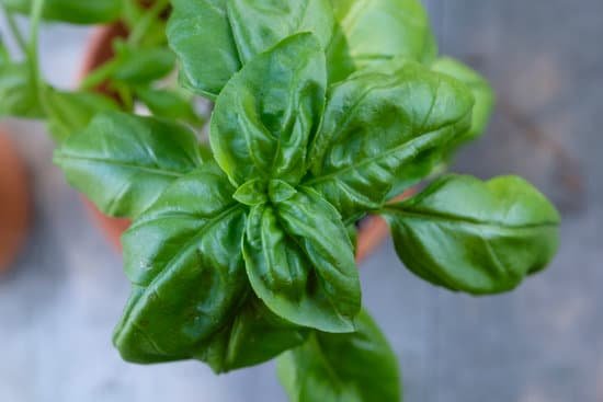 canva basil plant. MAEEqi1W7sg