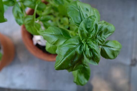 canva basil plant. MAEFn0 Muic