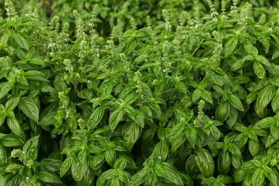 canva basil plants MADE5wqfmjA