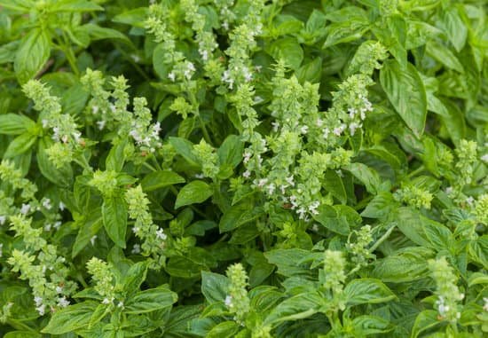 canva basil plants MADE6HNLKLo