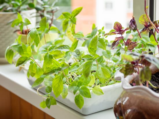 canva basil plants growing on the windowsill MAEO82VARs4