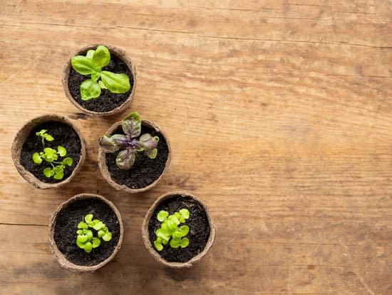 canva basil seedlings in biodegradable pots MAEDIiPzCdg