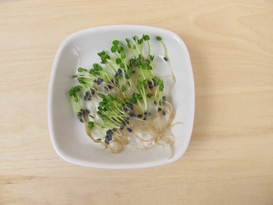 canva basil sprouts MADBdTeJpuA