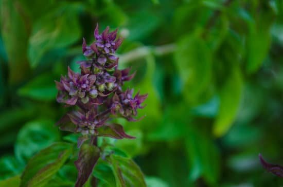 canva basil thai basil MADBVmrBAs4