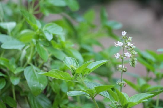 canva basil thai basil or sweet basil manjericao MADBIYr8tKk