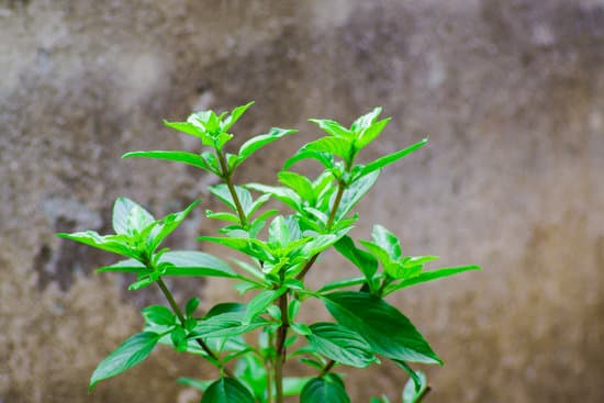 canva basil with luscious green leaves MAEQc27HbiA