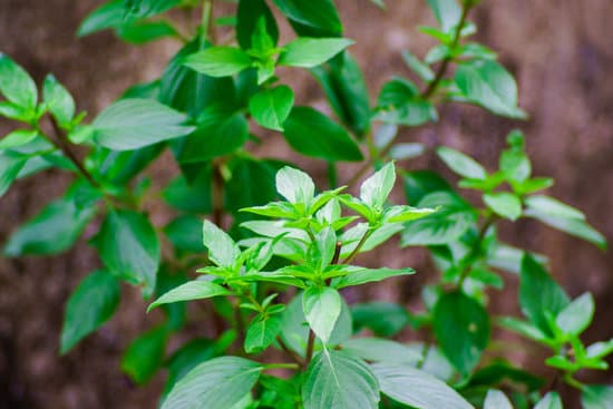 canva basil with luscious green leaves MAEQc7fk 0M