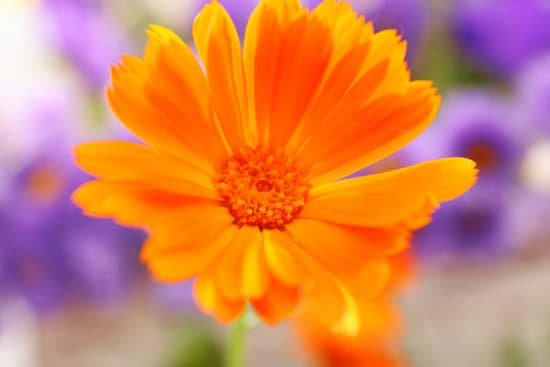 canva beautiful calendula flower close up MAD Qz8fIQU