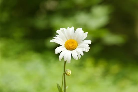 canva beautiful chamomile flower MAD9bsbTAF0