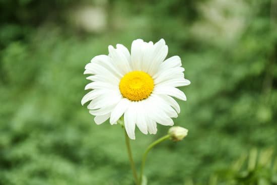 canva beautiful chamomile flower outdoors MAD9bt22Wpg