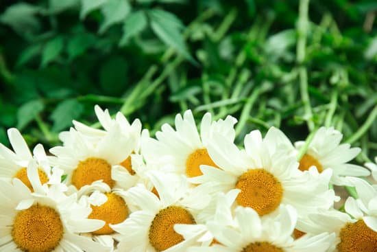 canva beautiful chamomile flowers MAD9buuZ7Oc