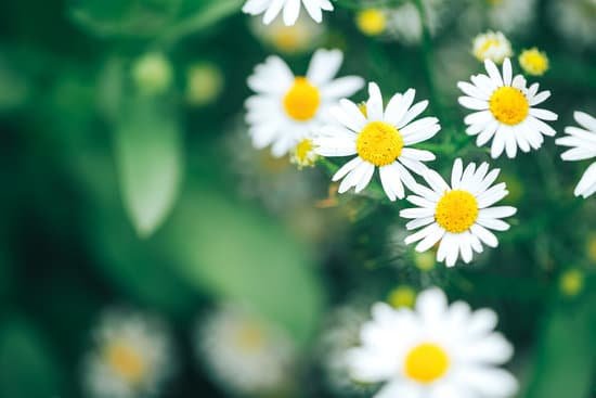 canva beautiful chamomile flowers MAEEr HPjc